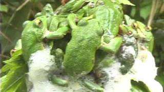 Forest Green Tree Frog モリアオガエル Rhacophorus arboreus [upl. by Milissa295]