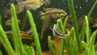 Feeding my Purple Cichlid fry  Purpurprachtbarsche 12 [upl. by Hannis]