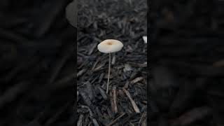 Coprinellus micaceus fungi mushroom slowmotion wildmushrooms fungus mycophile mycology [upl. by Yknarf307]