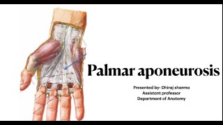 Palmar aponeurosis  Palmar aponeurosis of hand  Anatomy of palmar aponeurosis [upl. by Les145]