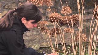 Gartentipp Frühjahrsschnitt der Schneeballhortensie Annabelle [upl. by Napra103]