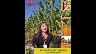 SUPER PRODUCTIVE CORN SEED  super profitable most successful in Southeast AsiaNew [upl. by Isyed]