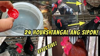 Tips Tamang paglagay NG gamot sa may sipon na manok 45days [upl. by Anileh]