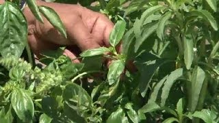 Trimming Basil  Herb Gardening [upl. by Ailet]