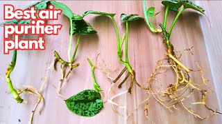 How to grow satin pothos from cutting  🍀😁 Best air purifier plant  Best plant for beginners 😍 [upl. by Ainehs]