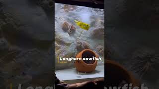 Longhorn cowfish  Horned boxfish 🐟💛  fish longhorns cowfish boxfish sharjahaquarium pets [upl. by Ytsirc]