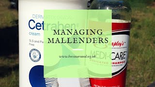 How to treat mallenders in horses  how I manage mallenders  what is mallenders [upl. by Hsirehc]