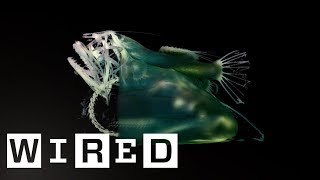 How the Natural History Museum is Scanning 80 Million Dead Creatures [upl. by Aisenat]