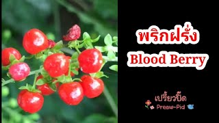 พริกฝรั่ง Blood Berry หรือ Coral Berry  Rivina humilis วงศ์ Phytolaccaceae [upl. by Hamilah349]