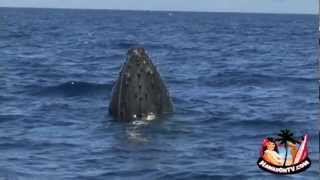 Hawaiian Humpback Whales 2012  Maui Hawaii [upl. by Saile]