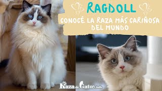 El Gato Ragdoll 😻 Uno de los gatos más Cariñosos del Mundo [upl. by Ander292]