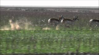 Pronghorn Antelopes Running at Full Speed [upl. by Elehcor824]