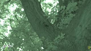 Noctule Bat Tree Roost Wytham Woods [upl. by Tudor]