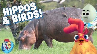 How hippos and birds help each other [upl. by Naresh]