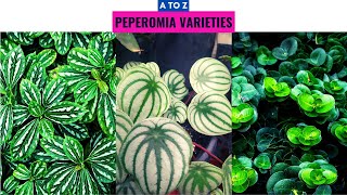 Peperomia Plant Varieties A to Z [upl. by Yate]