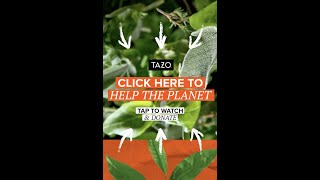 Click here to help save the planet  TAZO Regenerative [upl. by Lenrad]