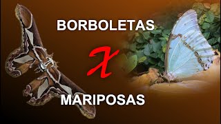 Como diferenciar borboletas de mariposas [upl. by Kiyohara]