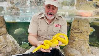 RAREST Reticulated Pythons in the World [upl. by Elmajian114]