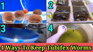 4 Ways To Keep Tubifex Worms  How To Maintain Tubifex Worms [upl. by Tome]