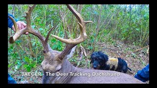 Jaeger  The Deer Tracking Dachshund [upl. by Nanoc4]