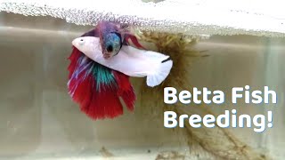 Basics of Betta fish Breeding  Easy way to Breed Your Betta fish [upl. by Neram192]