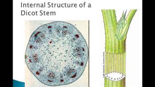 Plant Parts and Functions [upl. by Wellington]