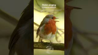 Robin Redbreast singing in the forest shade birds [upl. by Andromada]