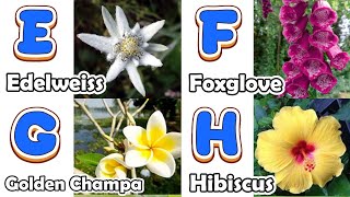 Flowers Alphabet Song  Flowers ABC Song  A to Z Flowers Names  Phonics for Kids [upl. by Seligmann]