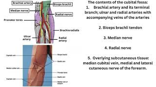 Cubital fossa [upl. by Edmead857]