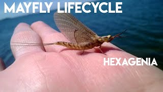 Hexagenia  Mayfly Life Cycle [upl. by Jesher]