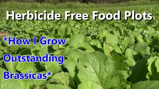 Food Plots Without Herbicide Brassicas [upl. by Hiltan532]