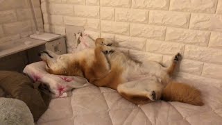 Yuki Channel Shiba Inu 白い手袋の柴犬ゆき がライブ配信します！ [upl. by Hahnert576]