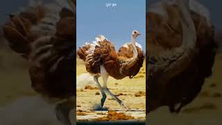 What is the maximum speed an ostrich can run An interesting fact you might not know [upl. by Penland827]