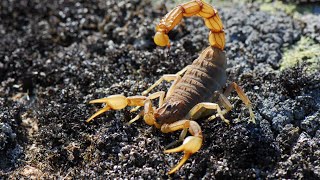 The Top 10 Most Venomous Scorpions in The World [upl. by Terri]