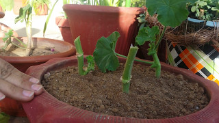 How to take geranium cuttings for new plantHindiUrdu [upl. by Mack]