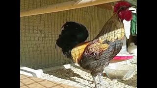 ▶️ Este gallo en Turquía que canta hasta desmayarse se ha vuelto viral [upl. by Hanus]