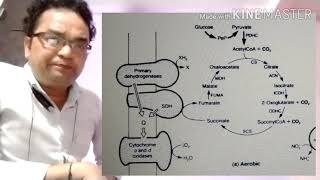 Response by facultative anaerobes to anaerobiosis Part 1 [upl. by Lairea45]