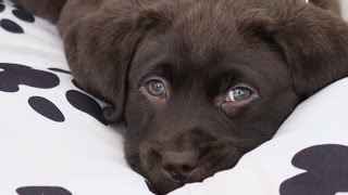 First day home 8 weeks old chocolate labrador PUPPY [upl. by Mellar]