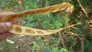 ALBIZIA LEBBECK Medicinal and Other Uses [upl. by River]