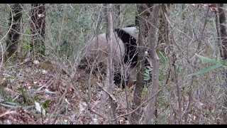 Giant Pandas Spotted Mating in Wild in Northwest China [upl. by Pascha149]