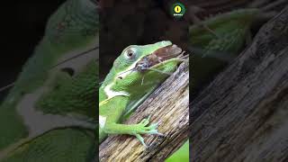 ColorChanging Chameleons Discover the Amazing Anolis Lizard reptile chameleon shorts animals [upl. by Asyar]