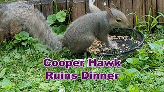 Cooper Hawk Ruins Dinner wildlife squirrel birds nature hawk [upl. by Retsel]