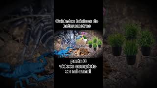 Cuidados básicos de heterometrus parte 3 video completo en mi canal [upl. by Kutchins]