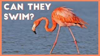 6 cool facts about flamingos [upl. by Hsirt]