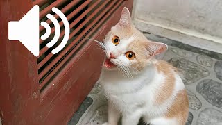 FEMALE CAT IN HEAT MEOWING MATE CALLING  PRANK YOUR PET [upl. by Nomor]