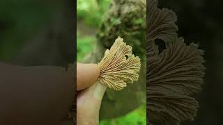 A very nice split gilled mushroom Schizophyllum commune not really edible [upl. by Tonie907]