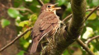 Song Thrush Bird Singing May [upl. by Assenal87]