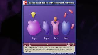 Feedback Inhibition of Biochemical Pathways McGrawHill [upl. by Jeanie]