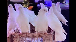 Thursford Spectacular White Doves go in basket 16 Nov 22 [upl. by Wilma]