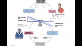 Human Anatomy and Physiology Homeostasis [upl. by Adliw]